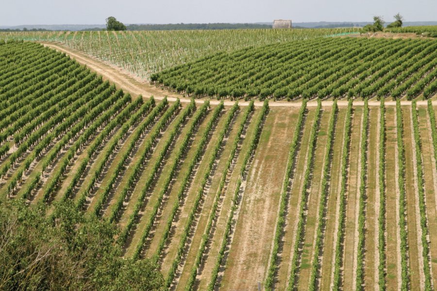 Le vignoble de Chinon. karma_pema - iStockphoto.com