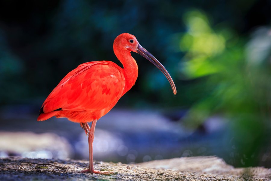 Ibis rouge. Sander Meertins - shutterstock.com