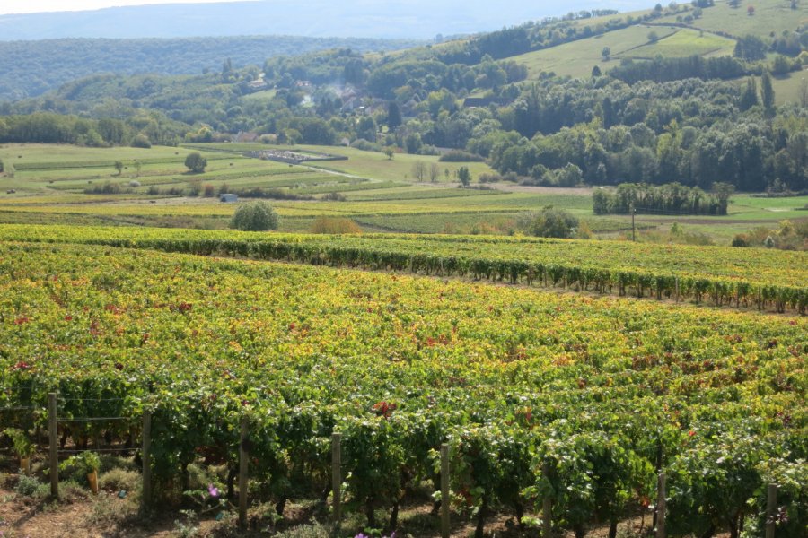 Vignes du Couchois. Audrey Genet