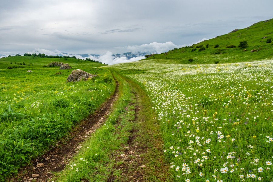 Des fleurs sauvages au long d'une route du parc national de Dilidjan. Dmitriy Gutkovskiy - Shutterstock.com