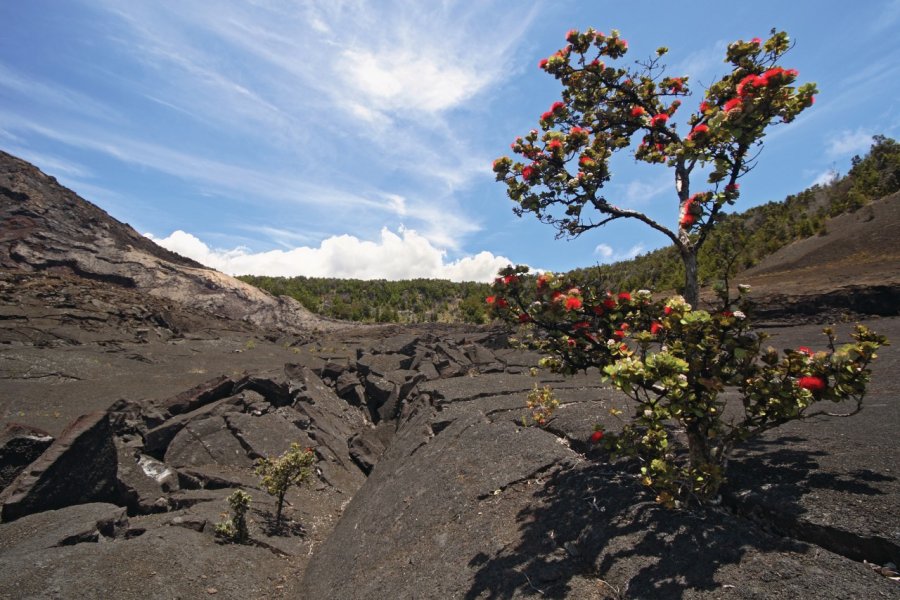 Ohia Lehua sur le volcan Kīlauea. Photo75 - iStockphoto