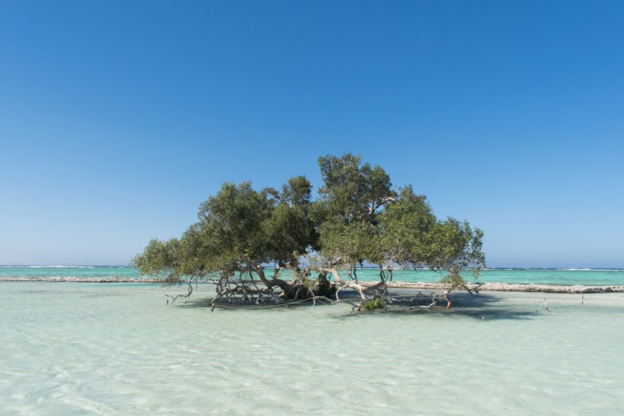 Mangrove au parc national de Wadi el Gamal. Mohamed Ramez - Shutterstock.com
