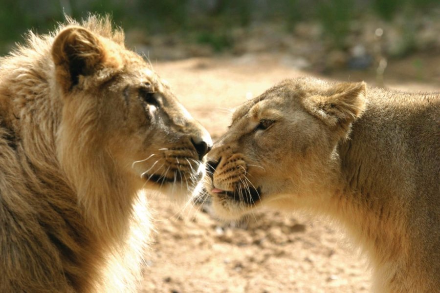 Couple de lions d'Asie - Zoo de Mulhouse. Ville de Mulhouse