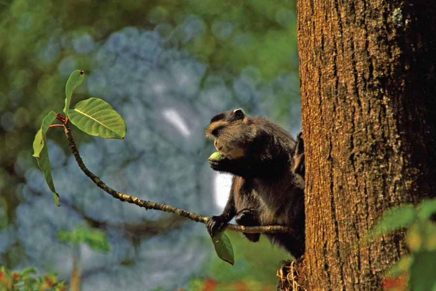 Singe Samango, Kakamega National Reserve. nyiragongo