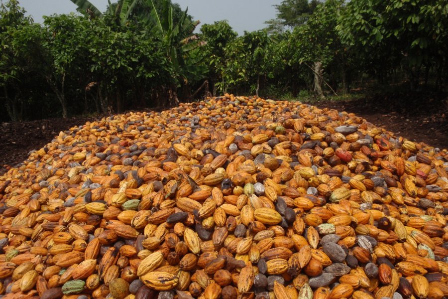 La Côte d'Ivoire produit beaucoup de cacao. BOULENGER Xavier - Shutterstock.com