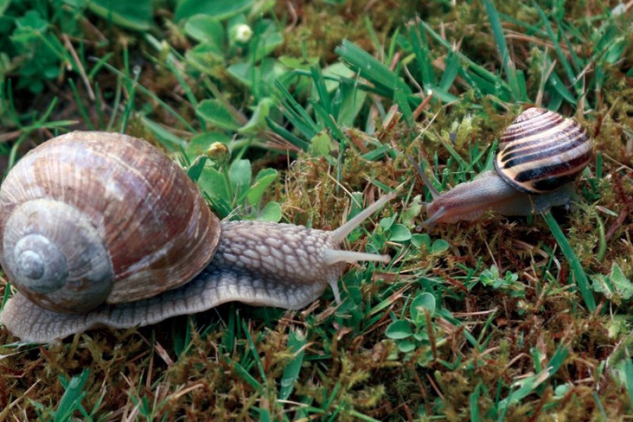Les célèbres escargots de Bourgogne VALPICTURES - FOTOLIA