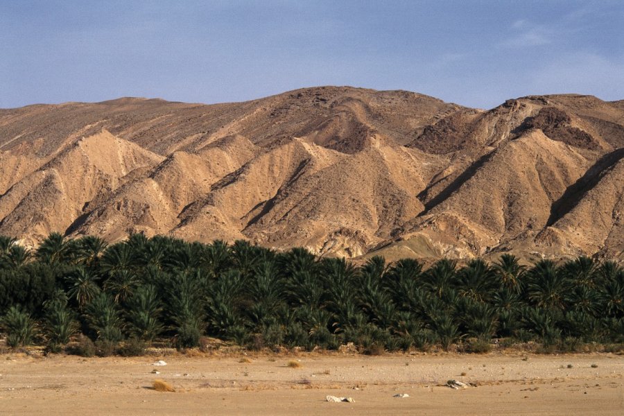 Oasis de la région de Chebika. Author's Image