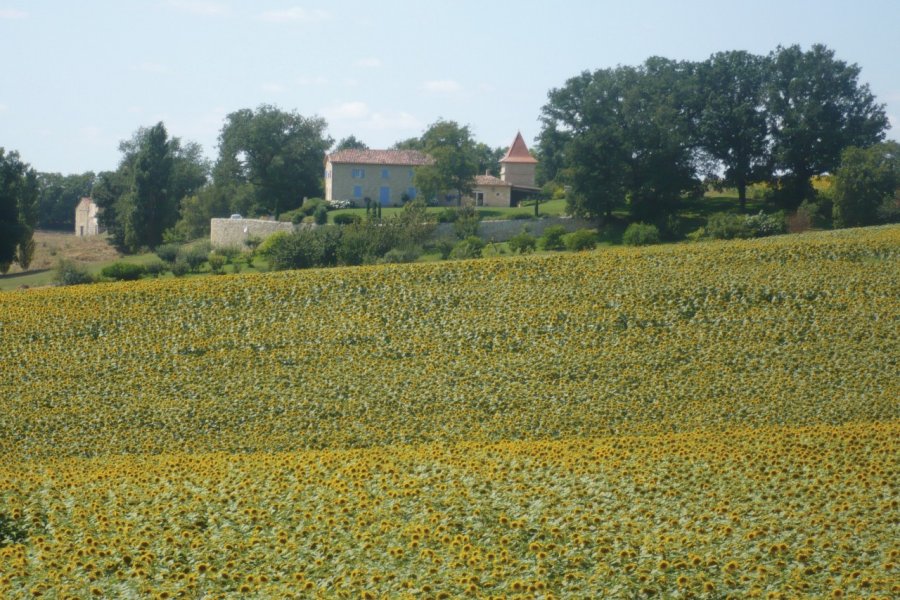 Champ de tournesols aux environs de La Romieu GUY.FOULQUIÉ - FILOPIX