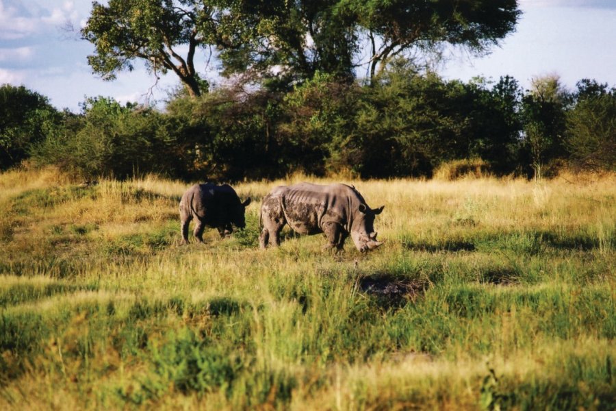 Rhinocéros blancs sur Chief's Island. Marie Gousseff / Julien Marchais