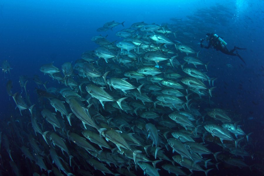 Plongée sous-marine dans les eaux de l'île Wolf. Mohamed AlQubaisi -Shutterstock.com