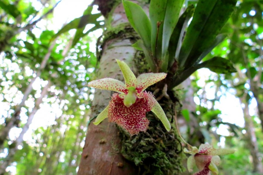 Orchidée au parc Recinto del Pensamiento Nicolas LHULLIER