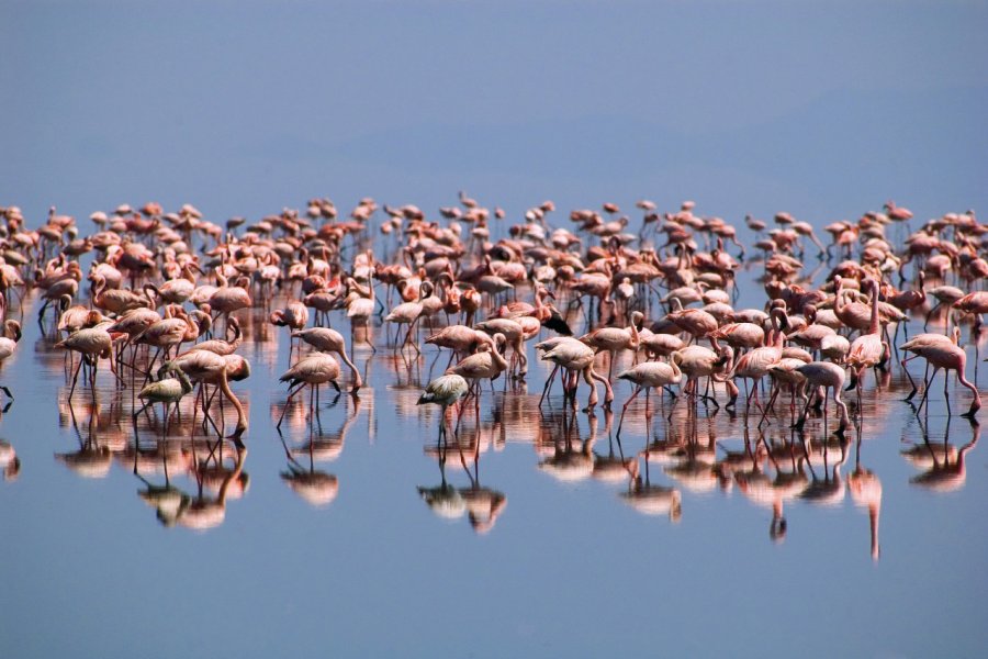 Flamants roses du lac Natron iStockphoto.com/sburel