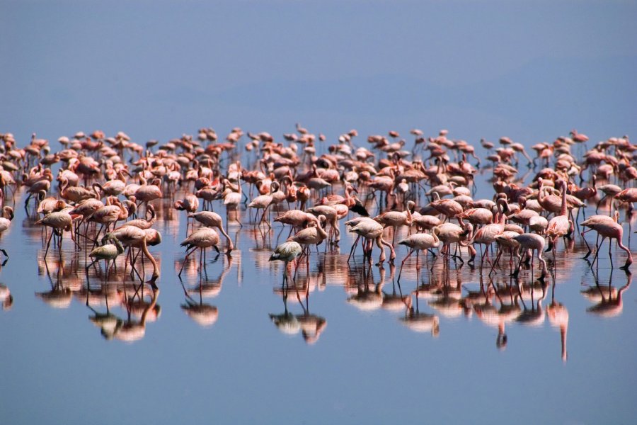 Flamants roses du lac Natron iStockphoto.com/sburel