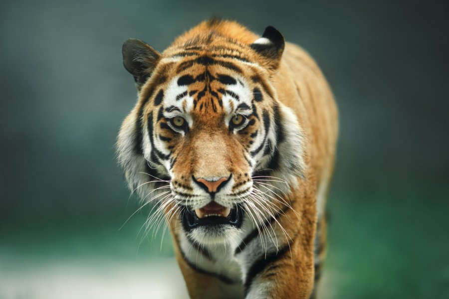 Tigre. Anna-av - iStockphoto.com