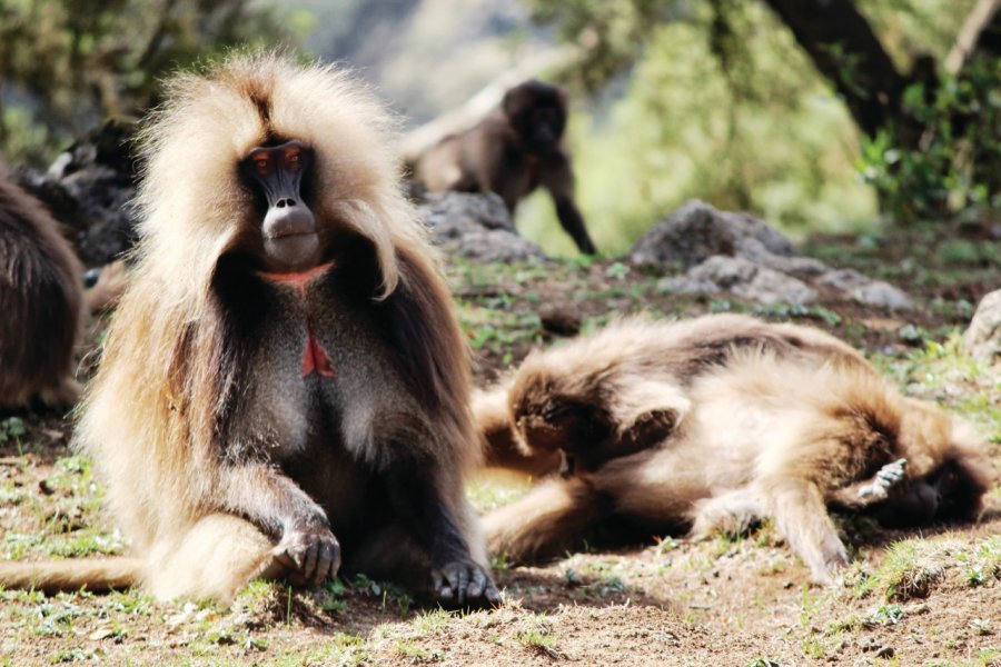 Les babouins gélada sont endémiques dans le massif du Simien. Abdesslam BENZITOUNI