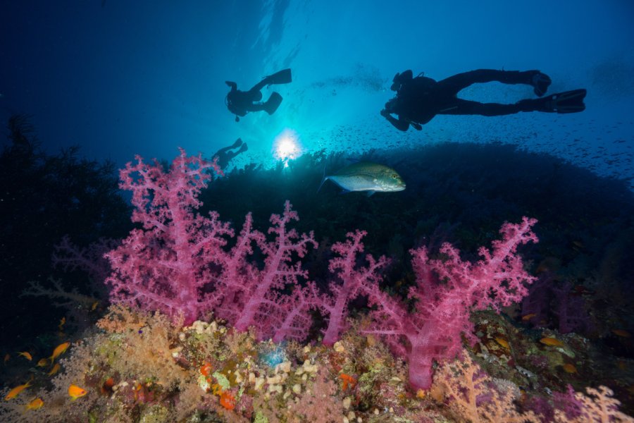 Plongeurs passant près des récifs coralliens au parc national Ras Muhammad. Adam Ke - Shutterstock.com