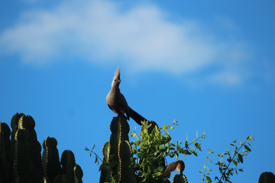 La parc national de Liwonde est un paradis ornithologique. Abdesslam BENZITOUNI