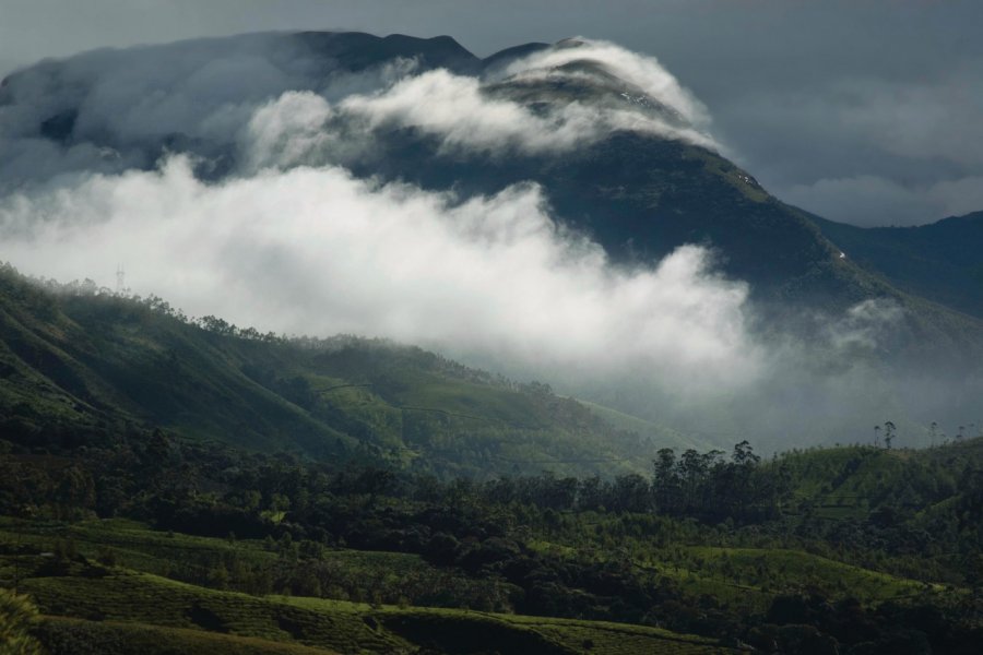 Parc national d'Eravikulam. MichalWloch - iStockphoto