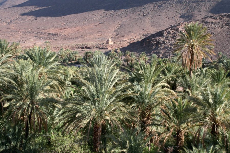 Oasis de Fint. Stéphan SZEREMETA