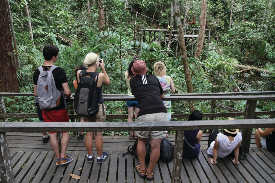 Observation des orangs outans au centrede réhabilitation de Sepilok Stéphan SZEREMETA