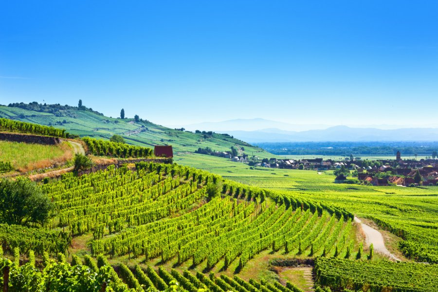 Vignes dans la région de Colmar. shutterstock.com - Gayane