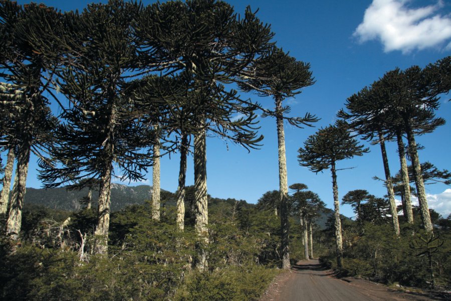 Araucarias près du Parc Conguillio Arnaud BONNEFOY