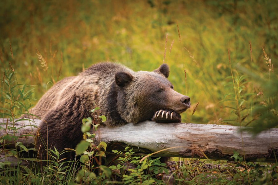 Grizzli dans le Banff National Park. - ©bgsmith - iStockphoto.com