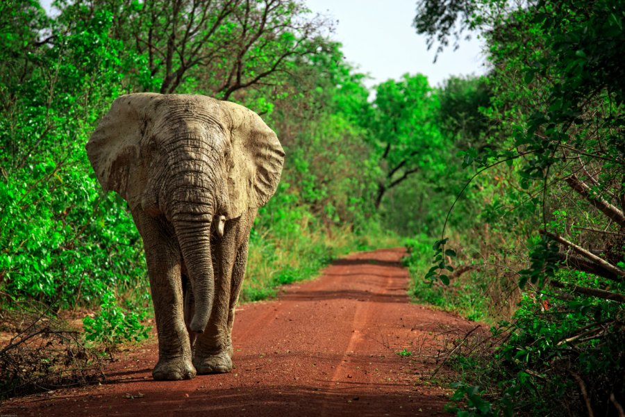 Mole National Park. Sura Nualpradid - Shutterstock.com