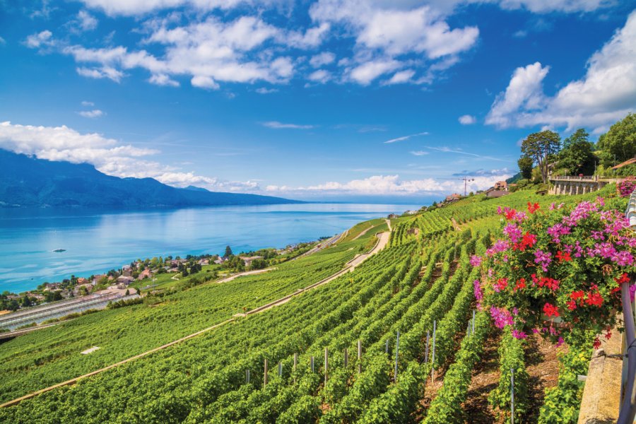 Vignes de Lavaux. bluejayphoto - istockphoto.com