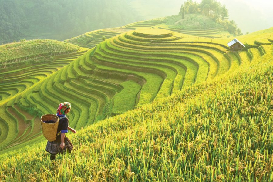 Travailleuse dans une rizière à Mu Cang Chai. Chaiyaporn1144 - iStockphoto.com