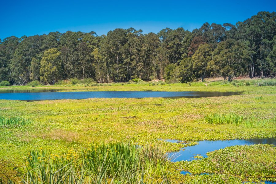 Parc national de Santa Teresa. Guaxinim - Shutterstock.com