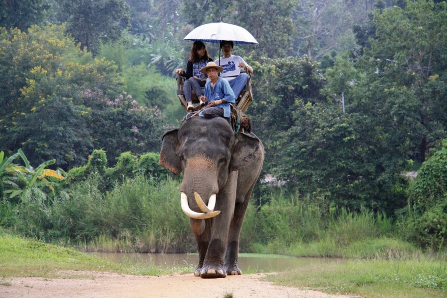 Promenade à dos d'éléphant au Elephant Conservation Center de Lampang. Jérôme BOUCHAUD