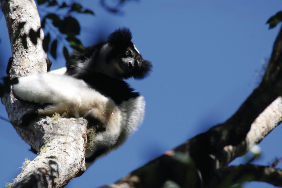 Indri Indri dans le parc national d'Andasibe Arnaud BONNEFOY