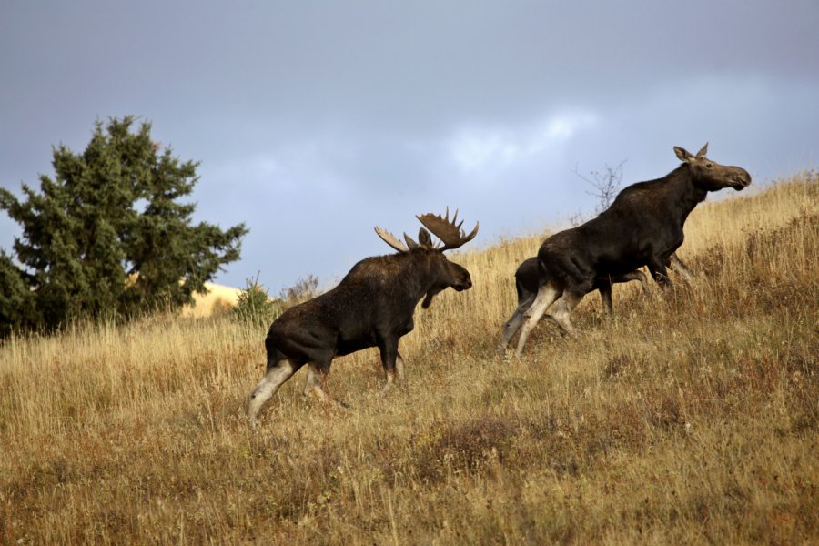 Elans, Cypress Provincial Park. Pictureguy - Shutterstock.com