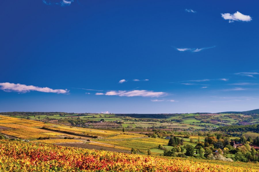 Vignoble couchois. Grand Autunois tourisme - Jean-Marc SCHWARTZ