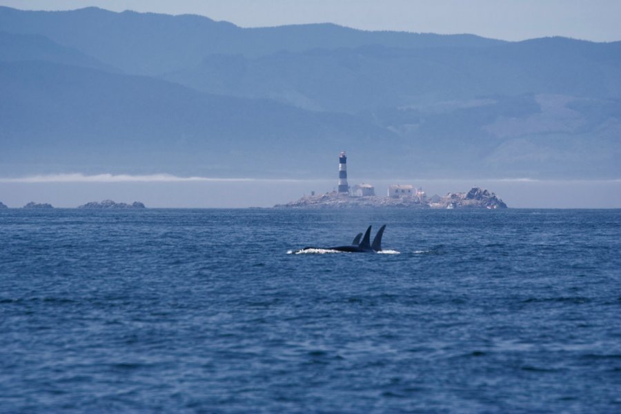 L'observation des baleines est l'atout touristique de San Juan Island. Lilly3 - iStockphoto
