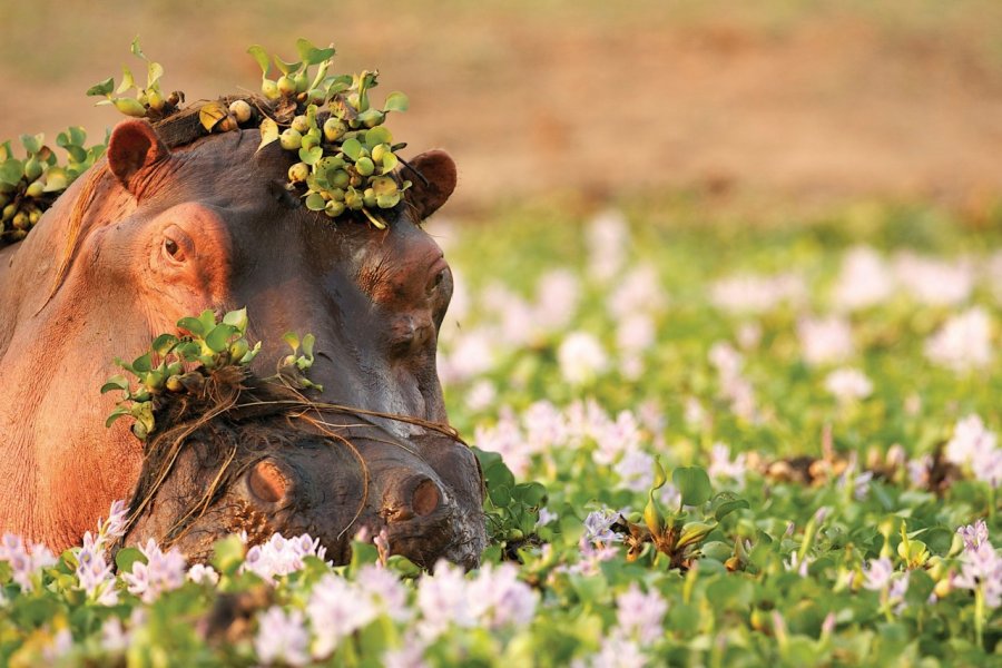 Hippopotame dans le parc national de Zambezi. DavidFettesPhotography - iStockphoto