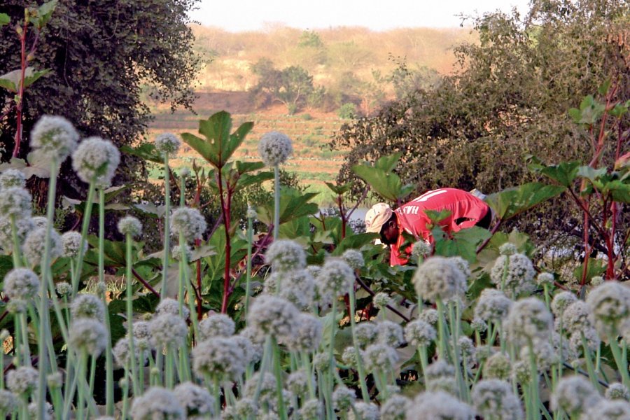 Somankidicoura, l'histoire contée d'une Afrique qui entreprend et qui réussit Sébastien CAILLEUX