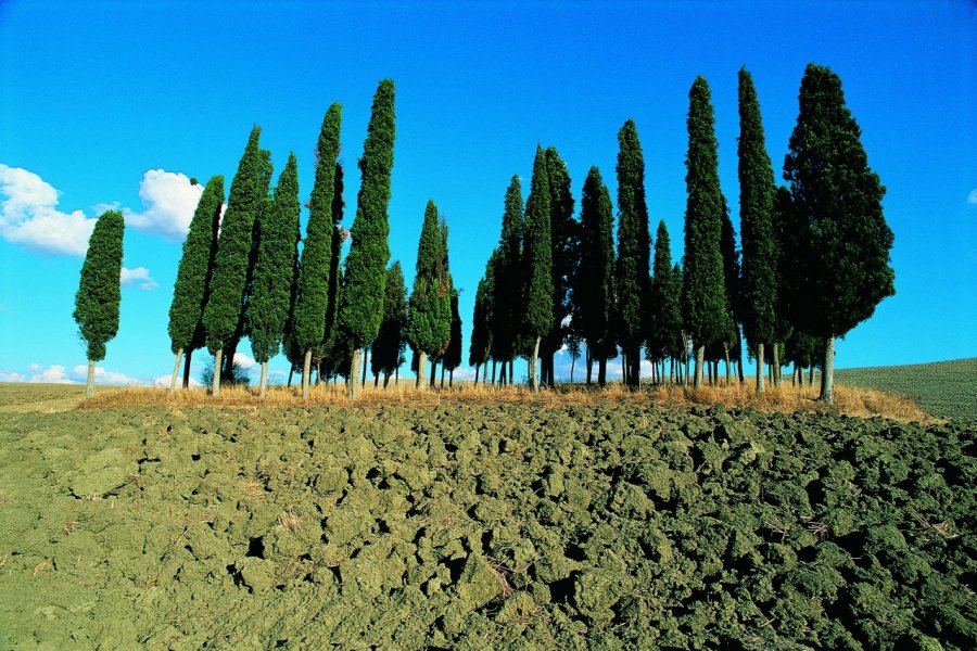 Cyprès près de San Quirico d'Orcia. Eric Martin - Iconotec