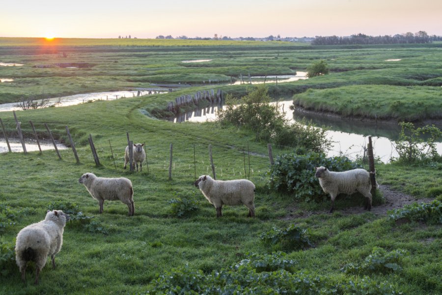 Moutons dans le Marais poitevin. Dom - stock.adobe.com