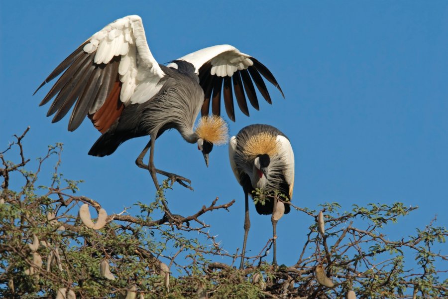 Hwange National Park