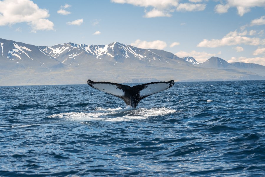 Observation des baleines vers Husavik. Alex Cimbal - Shutterstock.com