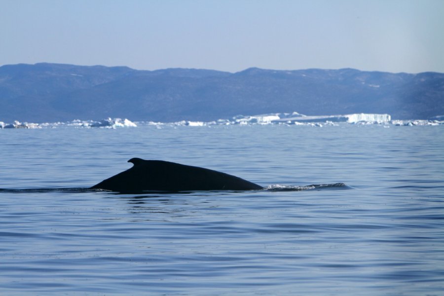 Ilulissat