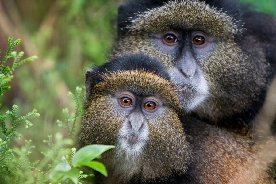 Singes dorés, parc national des volcans. Tony Campbel - Shutterstock.com