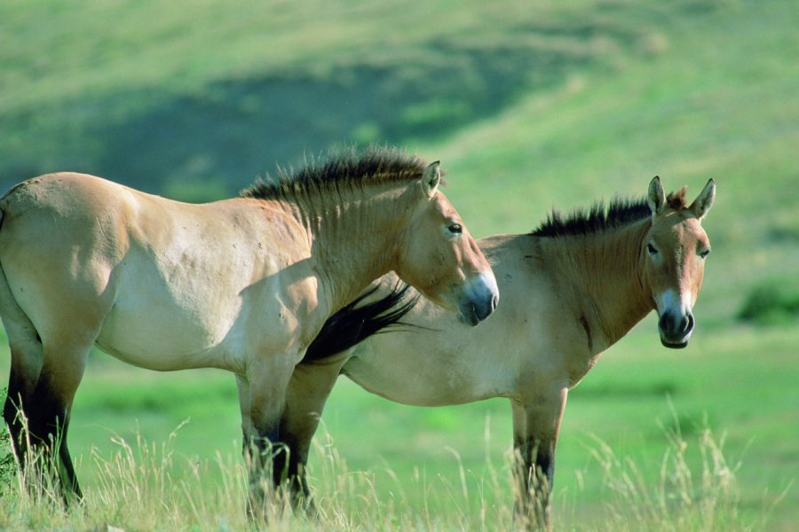 Parc national de Khustain, chevaux sauvages Takhi. Eric Martin - Iconotec