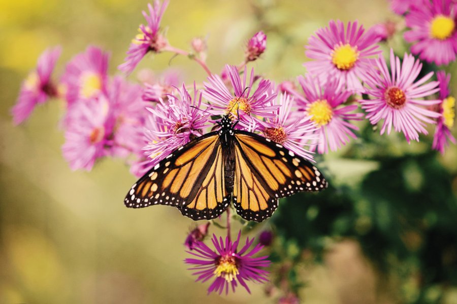 Papillon monarque. LindaYolanda - iStockphoto.com