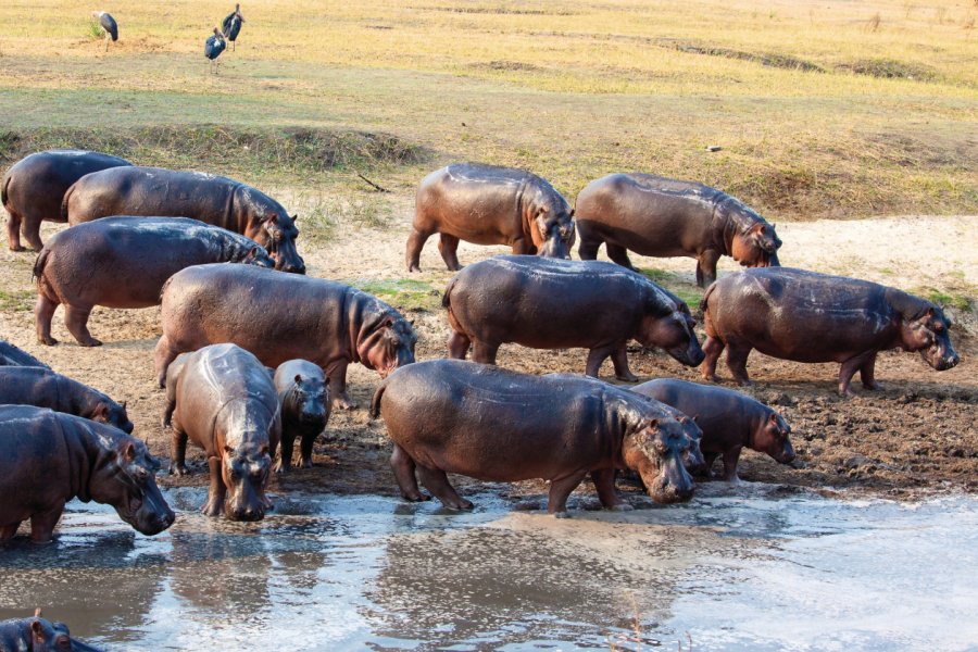 Hippopotames du lac Tanganyika. Tanzanianimages - iStockphoto