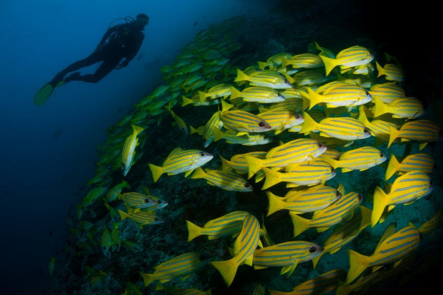 Plongée, Atoll d'Ari. Timsimages / Shutterstock.com