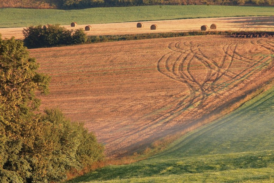 Dessinées par les roues d'engins agricoles, ces arabesques disent la fin des moissons dans le pays de Bitche Olivier FRIMAT