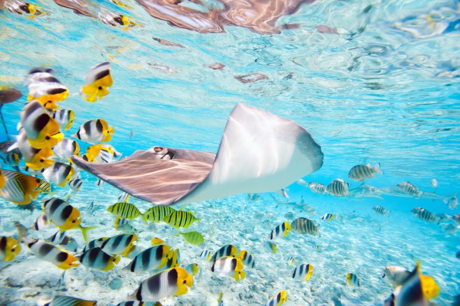 Fonds sous-marins de Bora Bora. BlueOrange Studio - Shutterstock.com